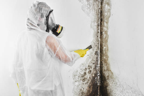 Best Mold Removal Near Me  in Holly Lake Ranch, TX