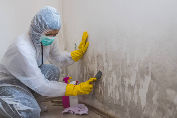 Best Mold Cleaning Services  in Holly Lake Ranch, TX