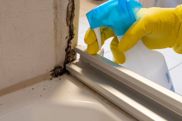 Best Attic Mold Removal  in Holly Lake Ranch, TX