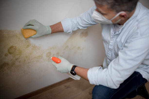 Best Mold Testing  in Holly Lake Ranch, TX