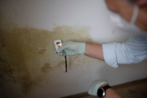 Office Mold Removal Services in Holly Lake Ranch, TX