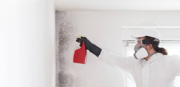 Best Mold Testing  in Holly Lake Ranch, TX