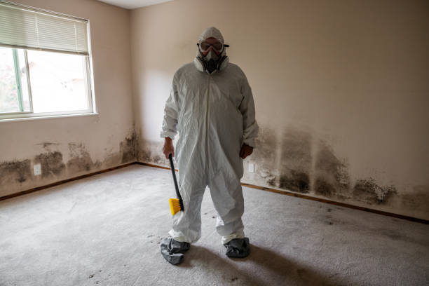 Home Mold Removal in Holly Lake Ranch, TX