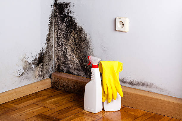 Best Mold Removal Company Near Me  in Holly Lake Ranch, TX
