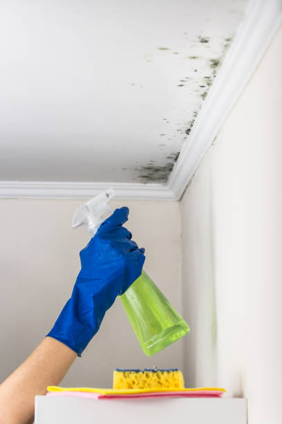 Best Best Mold Removal Companies  in Holly Lake Ranch, TX